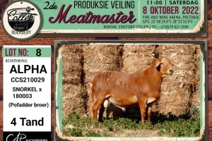 LOT 8 1X MEATMASTER ALPHA RAM COLLEN BOERDERY