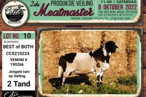 LOT 10 1X MEATMASTER BEST OF BOTH RAM COLLEN BOERDERY