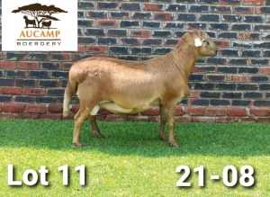 LOT 11 1X MEATMASTER RAM AUCAMP BOERDERY