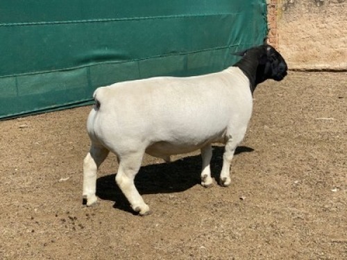 LOT 50 1X DORPER RAM Leroy Phillips FLOCK