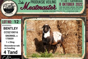 LOT 12 1X MEATMASTER BENTLEY RAM COLLEN BOERDERY