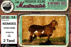 LOT 14 1X MEATMASTER KEIMOES RAM COLLEN BOERDERY