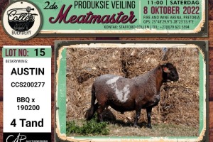 LOT 15 1X MEATMASTER AUSTIN RAM COLLEN BOERDERY