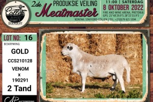 LOT 16 1X MEATMASTER GOLD RAM COLLEN BOERDERY