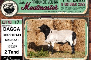 LOT 17 1X MEATMASTER DAGGA RAM COLLEN BOERDERY