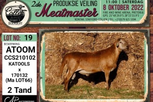 LOT 19 1X MEATMASTER ATOOM RAM COLLEN BOERDERY