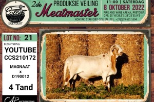 LOT 21 1X MEATMASTER YOUTUBE RAM COLLEN BOERDERY