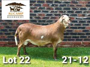 LOT 22 1X MEATMASTER RAM AUCAMP BOERDERY