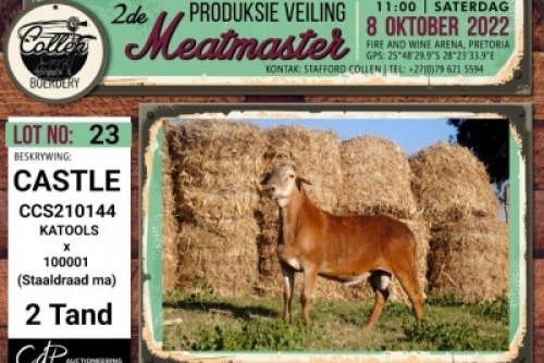 LOT 23 1X MEATMASTER CASTLE RAM COLLEN BOERDERY