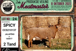 LOT 24 1X MEATMASTER SPICY RAM COLLEN BOERDERY