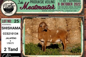 LOT 25 1X MEATMASTER SHISHAMA RAM COLLEN BOERDERY