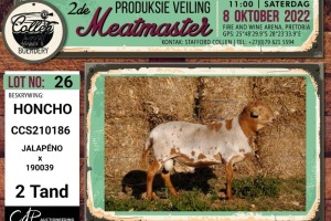 LOT 26 1X MEATMASTER HONCHO RAM COLLEN BOERDERY