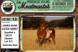 LOT 13 1X MEATMASTER JAMES BOND RAM COLLEN BOERDERY