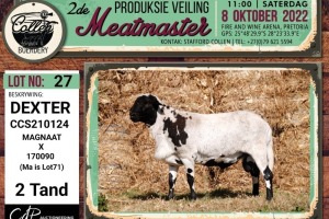 LOT 27 1X MEATMASTER DEXTER RAM COLLEN BOERDERY