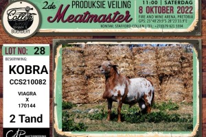 LOT 28 1X MEATMASTER KOBRA RAM COLLEN BOERDERY