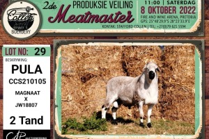 LOT 29 1X MEATMASTER PULA RAM COLLEN BOERDERY