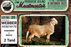 LOT 20 1X MEATMASTER WEBBER RAM COLLEN BOERDERY