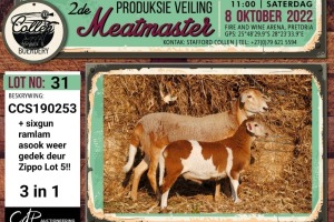 LOT 31 1+1X MEATMASTER OOI/EWE COLLEN BOERDERY