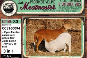 LOT 33 1+1X MEATMASTER OOI/EWE (3-IN1) COLLEN BOERDERY