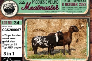 LOT 34 1+1X MEATMASTER OOI/EWE (3-IN1) COLLEN BOERDERY