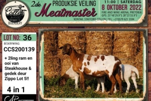 LOT 36 1+2X MEATMASTER OOI/EWE COLLEN BOERDERY