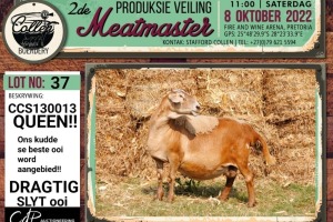 LOT 37 1X MEATMASTER OOI/EWE COLLEN BOERDERY