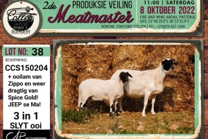 LOT 38 1+1X MEATMASTER OOI/EWE (3-IN1) COLLEN BOERDERY