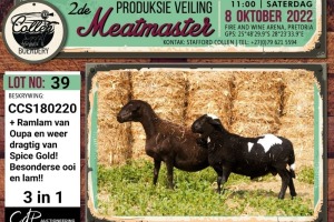 LOT 39 1+1X MEATMASTER OOI/EWE (4-IN1) COLLEN BOERDERY