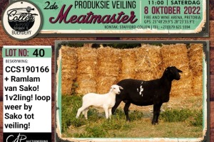 LOT 40 1+1X MEATMASTER OOI/EWE COLLEN BOERDERY