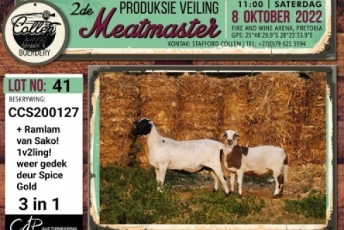 LOT 41 1+1X MEATMASTER OOI/EWE COLLEN BOERDERY