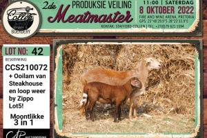 LOT 42 1+1X MEATMASTER OOI/EWE COLLEN BOERDERY