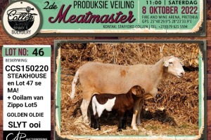 LOT 46 1+1X MEATMASTER OOI/EWE COLLEN BOERDERY