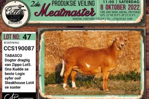 LOT 47 1X MEATMASTER OOI/EWE PREGNANT COLLEN BOERDERY