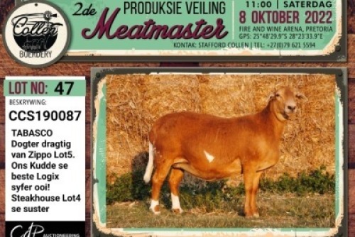 LOT 47 1X MEATMASTER OOI/EWE PREGNANT COLLEN BOERDERY