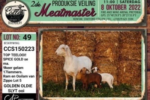 LOT 49 1+2X MEATMASTER OOI/EWE COLLEN BOERDERY
