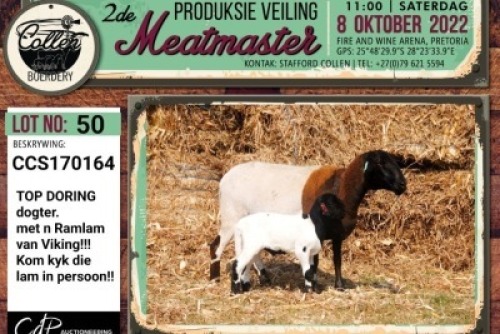 LOT 50 1+1X MEATMASTER OOI/EWE COLLEN BOERDERY