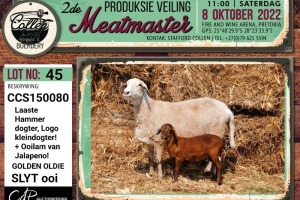 LOT 45 1+1X MEATMASTER OOI/EWE COLLEN BOERDERY