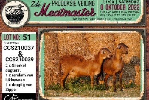 LOT 51 2+1X MEATMASTER OOI/EWE DRAGTIG COLLEN BOERDERY