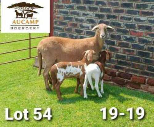 LOT 54 1+2X MEATMASTER OOI/EWE AUCAMP BOERDERY