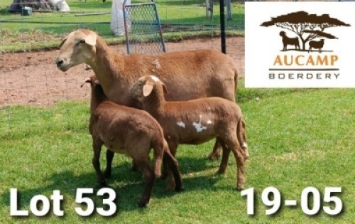 LOT 53 1+2X MEATMASTER OOI/EWE AUCAMP BOERDERY