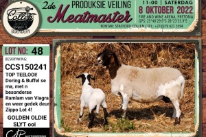 LOT 48 1+1X MEATMASTER OOI/EWE COLLEN BOERDERY