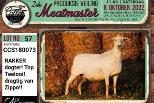 LOT 57 1X MEATMASTER OOI/EWE COLLEN BOERDERY