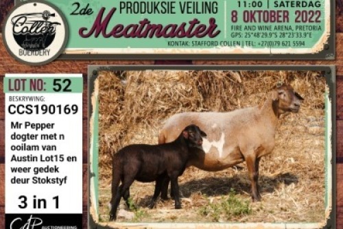 LOT 52 1+1X MEATMASTER OOI/EWE COLLEN BOERDERY