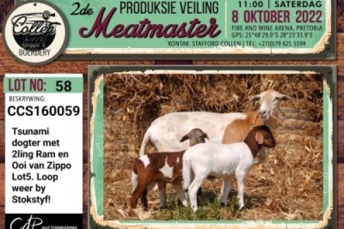 LOT 58 1+2X MEATMASTER OOI/EWE COLLEN BOERDERY