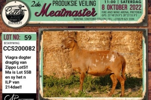 LOT 59 1X MEATMASTER OOI/EWE COLLEN BOERDERY