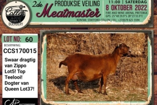 LOT 60 1+2X MEATMASTER OOI/EWE COLLEN BOERDERY