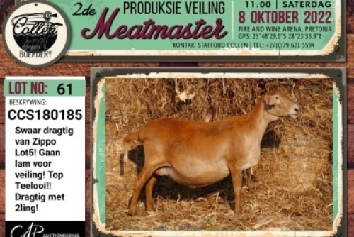 LOT 61 1X MEATMASTER OOI/EWE PREGNANT COLLEN BOERDERY