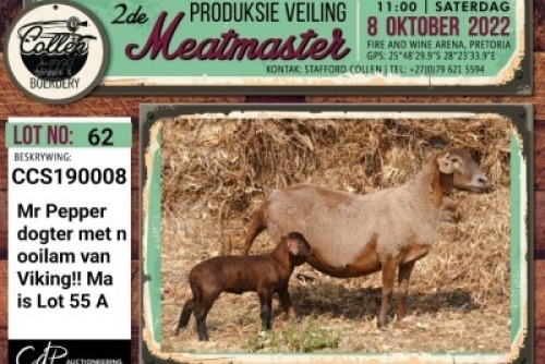 LOT 62 1+1X MEATMASTER OOI/EWE COLLEN BOERDERY