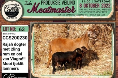 LOT 63 1+2X MEATMASTER OOI/EWE COLLEN BOERDERY