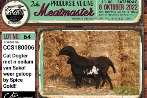 LOT 64 1+1X MEATMASTER OOI/EWE COLLEN BOERDERY
